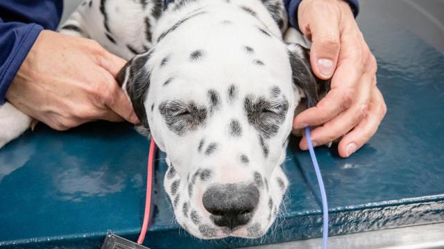 Prueba de audición a un perro.  L. Brian Stauffer.
