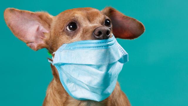 perros coronavirus