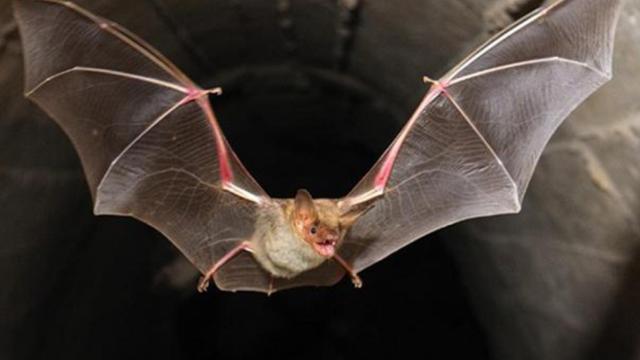 Un murciélago.
