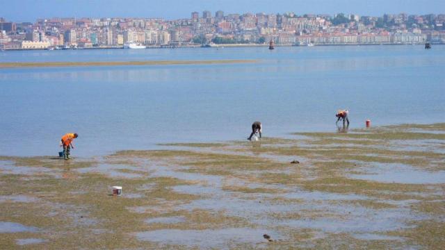 Mariscadores en A Coruña