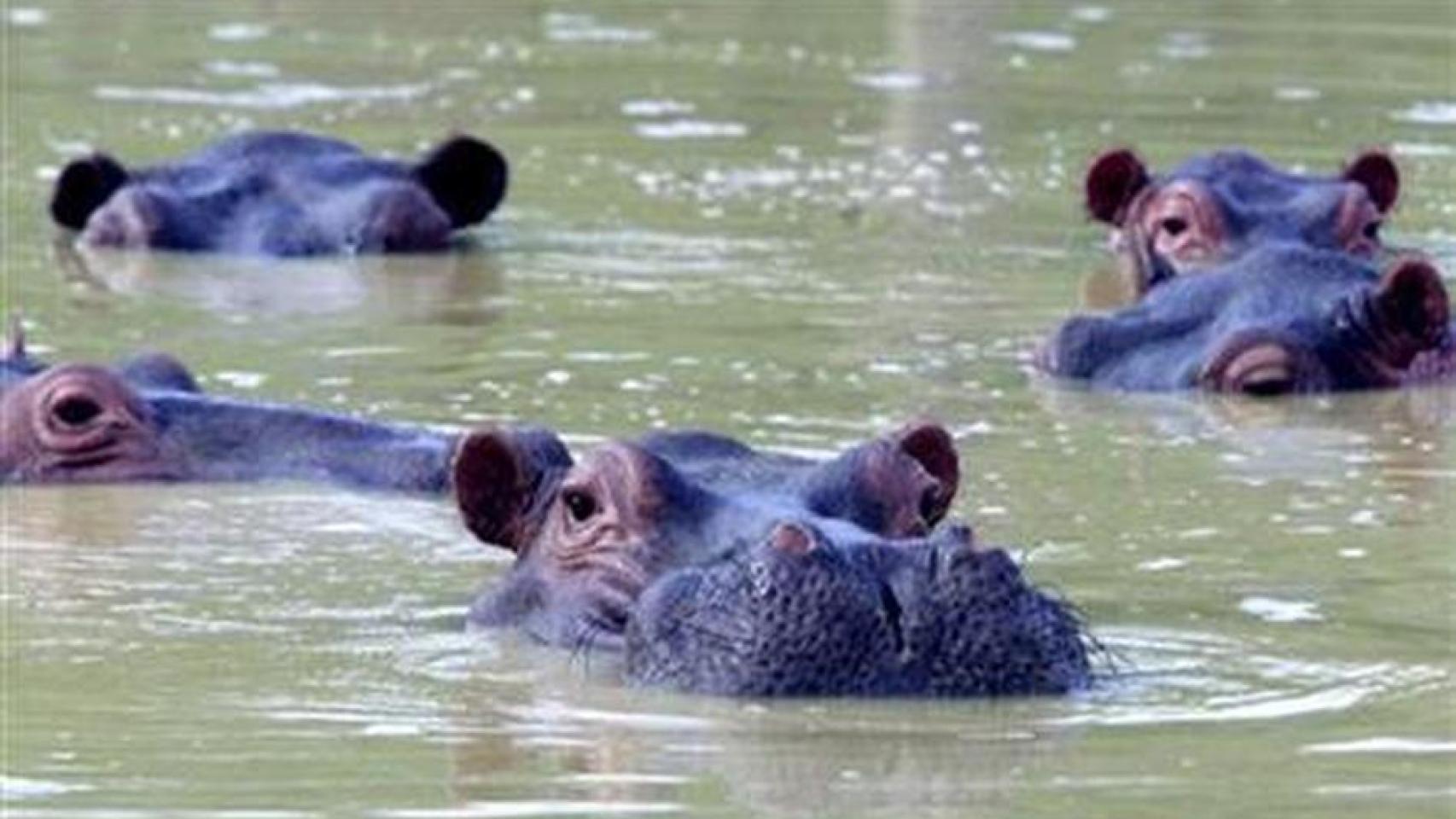 Una manada de hipopótamos nada en un lago fangoso en la casa abandonada de Pablo Escobar en 2002.