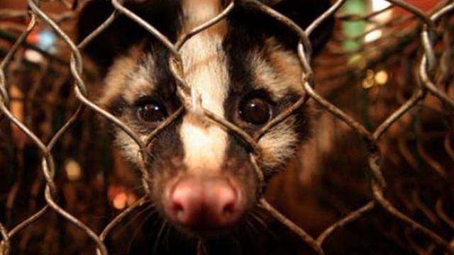 Una jineta cautiva en un mercado de carne.
