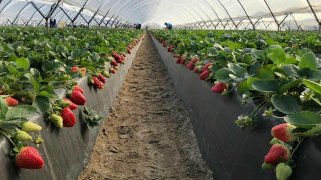 La fresa lista para ser recogida en una imagen de archivo.