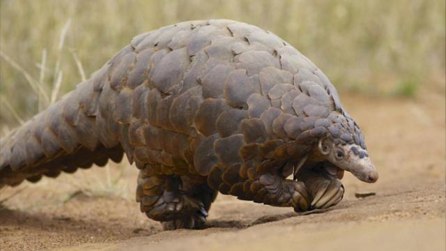 pangolin