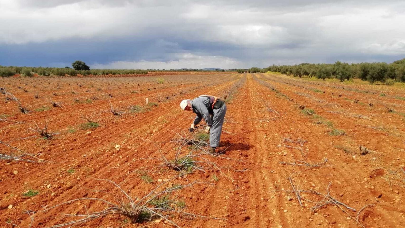 Arturo, en la más absoluta soledad, arreglando parras en una finca de Almedina (Castilla-La Mancha).