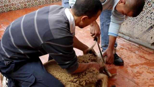 Imagen del sacrificio de un cordero.