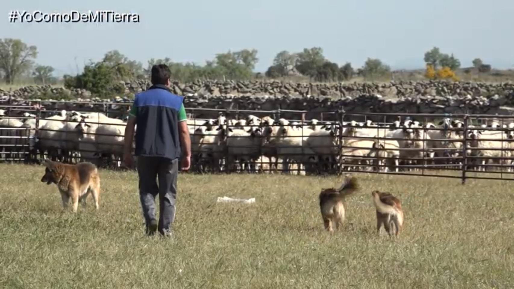 Zamora video diputacion ganadero