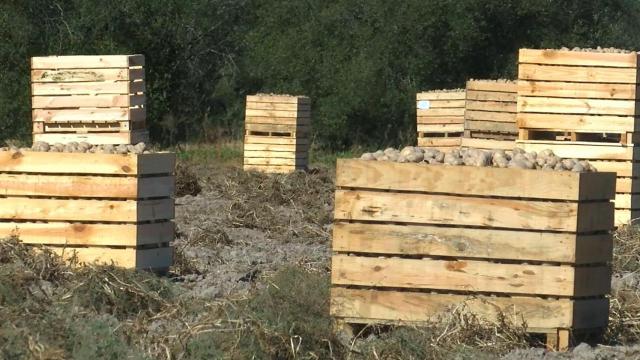 La variedad de patata que comercializará la compañía.