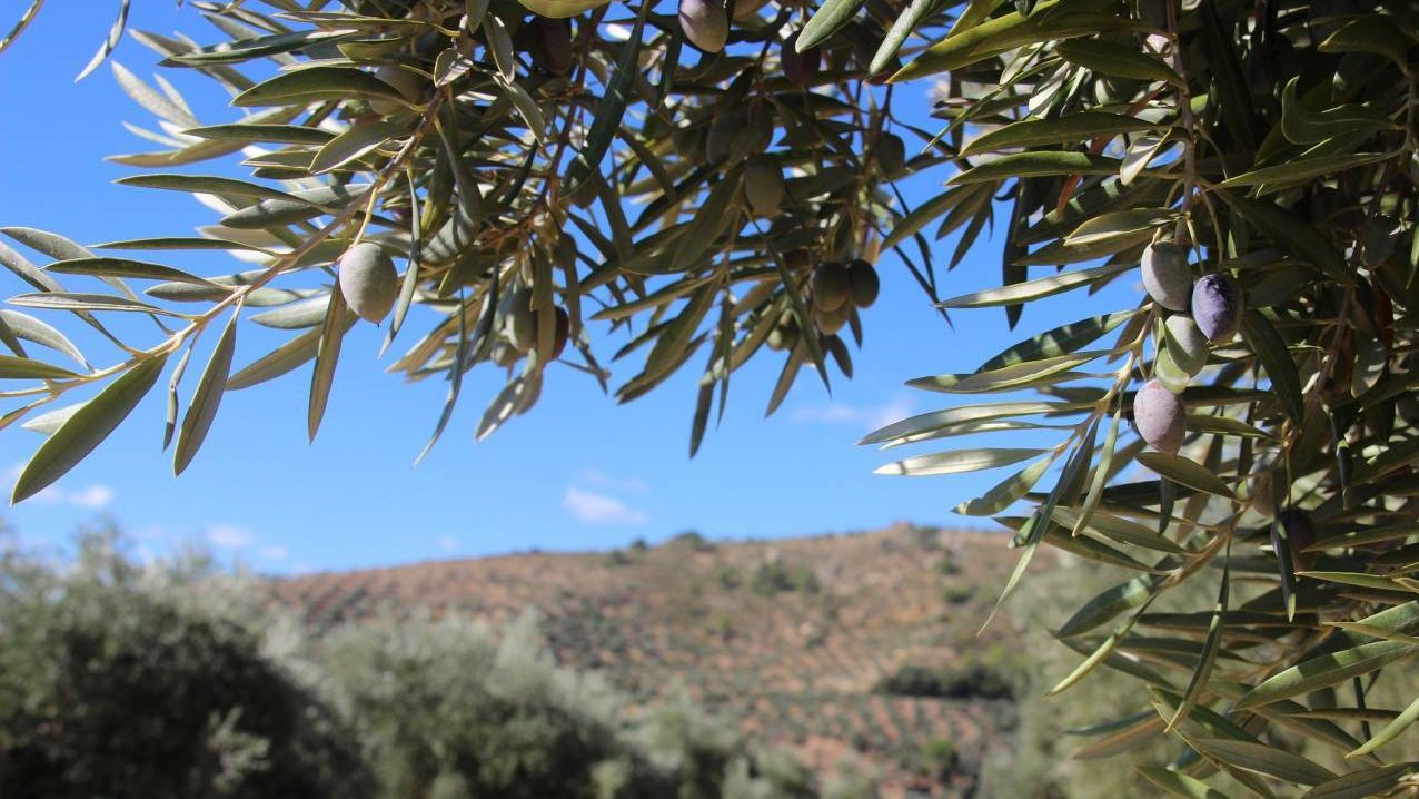 La enfermedad se detectó por primera vez en Europa en la región de Apulia en Italia.