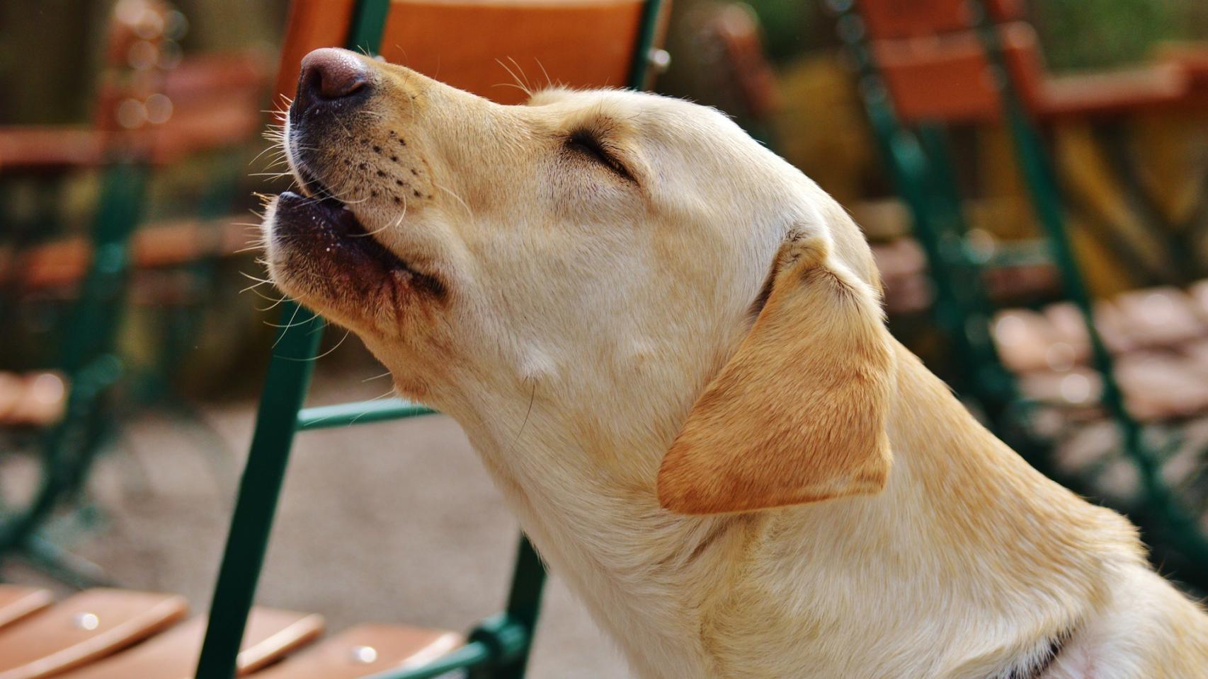 ¿Los perros predicen la muerte?