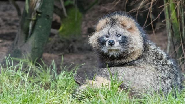 Una imagen de archivo de un mapache japonés.