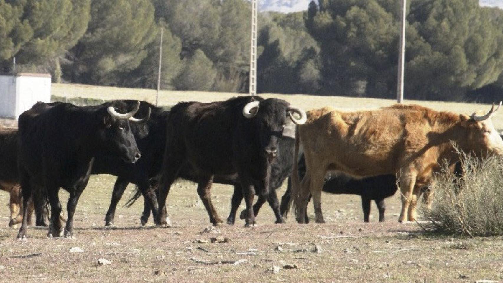 Castilla y León