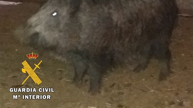 burgos-jabali-granja-trasportado-denuncia