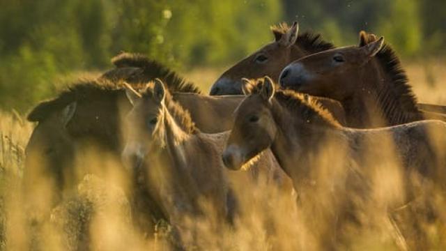 Manada de caballos de Przewalski en la Zona de Exclusión de Chernóbil (Ucrania). Septiembre 2016.