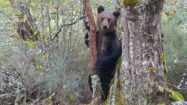 Imagen del oso pardo macho grabado en el Macizo Central orensano.