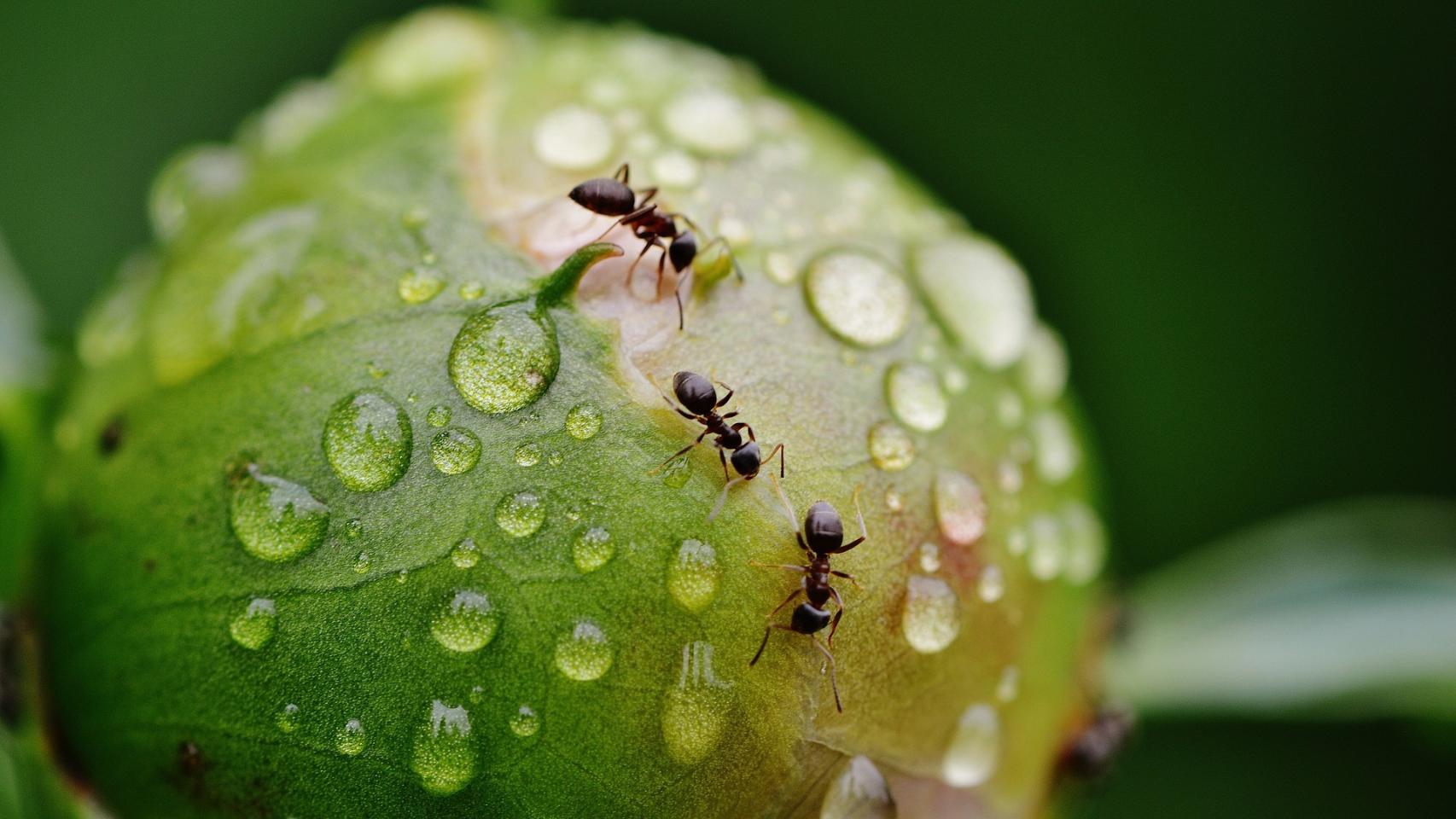 Pesticidas caseros para eliminar las hormigas de las plantas