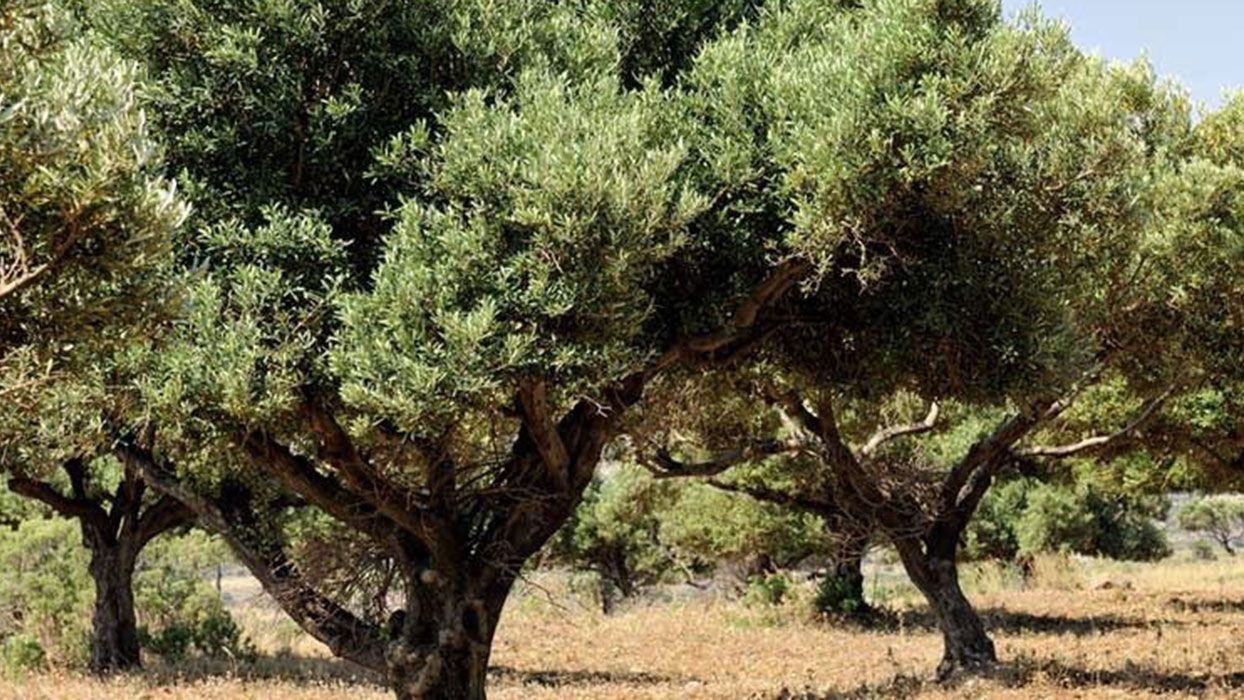 Así se puede aprovechar de forma innovadora la hoja del olivo