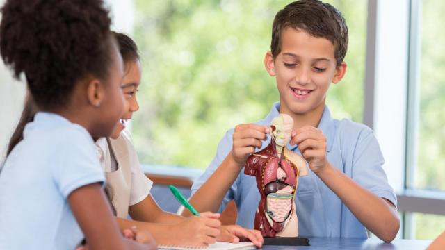 Juegos para aprender las partes del cuerpo humano de forma sencilla