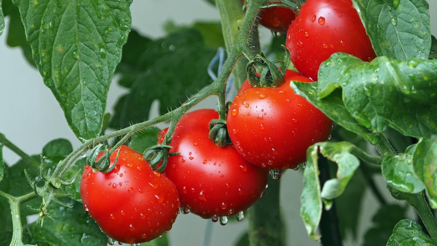 Una rama con varios tomates rojos y brillantes.
