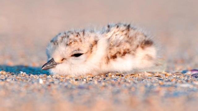 Cría de píllara en una duna de Ferrolterra.