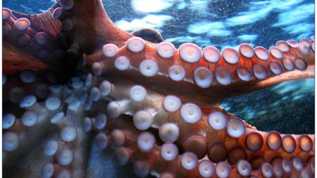pulpo