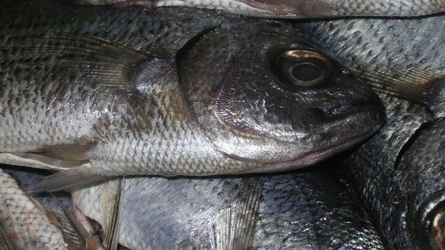 pescado