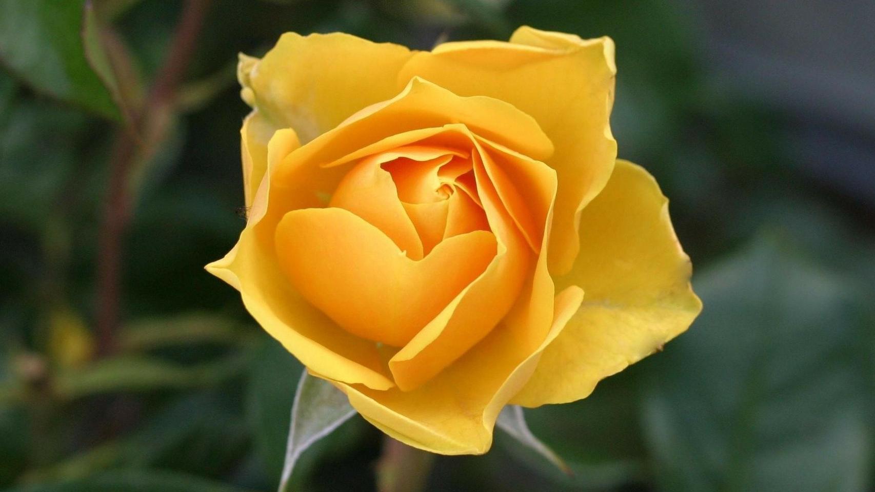 ¿Qué significan las flores amarillas?