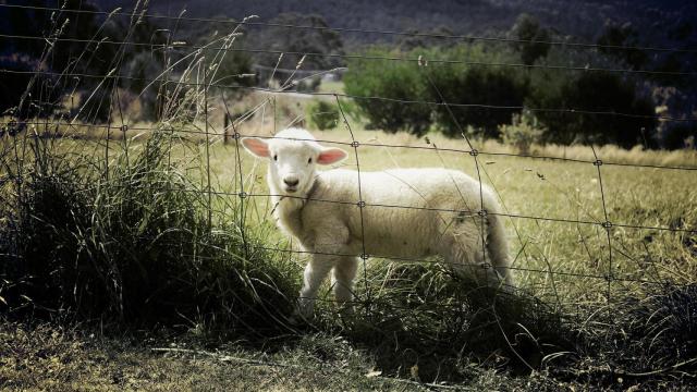 Varias ovejas con las patas atadas y un perro encadenado en una finca de A Coruña
