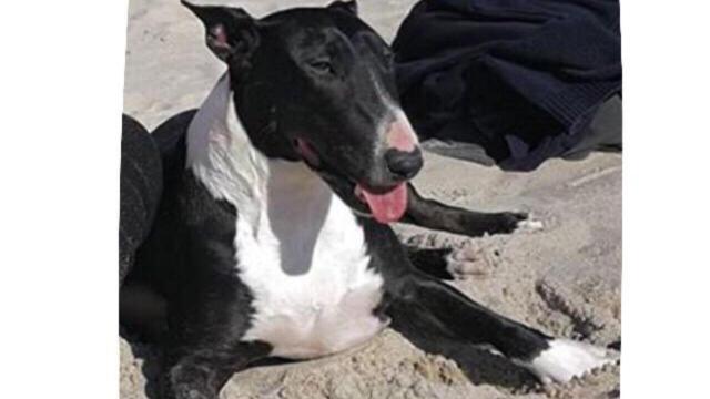 Banda, la perra bull terrier desaparecida en Abegondo