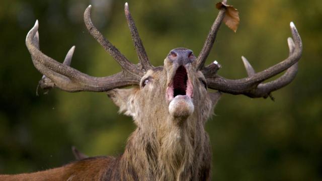 Primer plano de un ciervo durante la berrea.