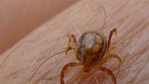 garrapata fiebre hemorrágica crimea