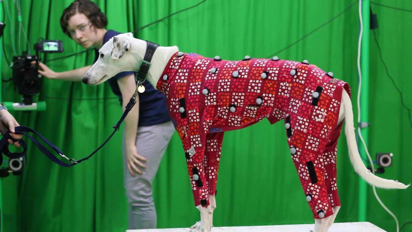 Sinead Kearney ajusta la cámara para capturar el movimiento de un perro raza lurcher.
