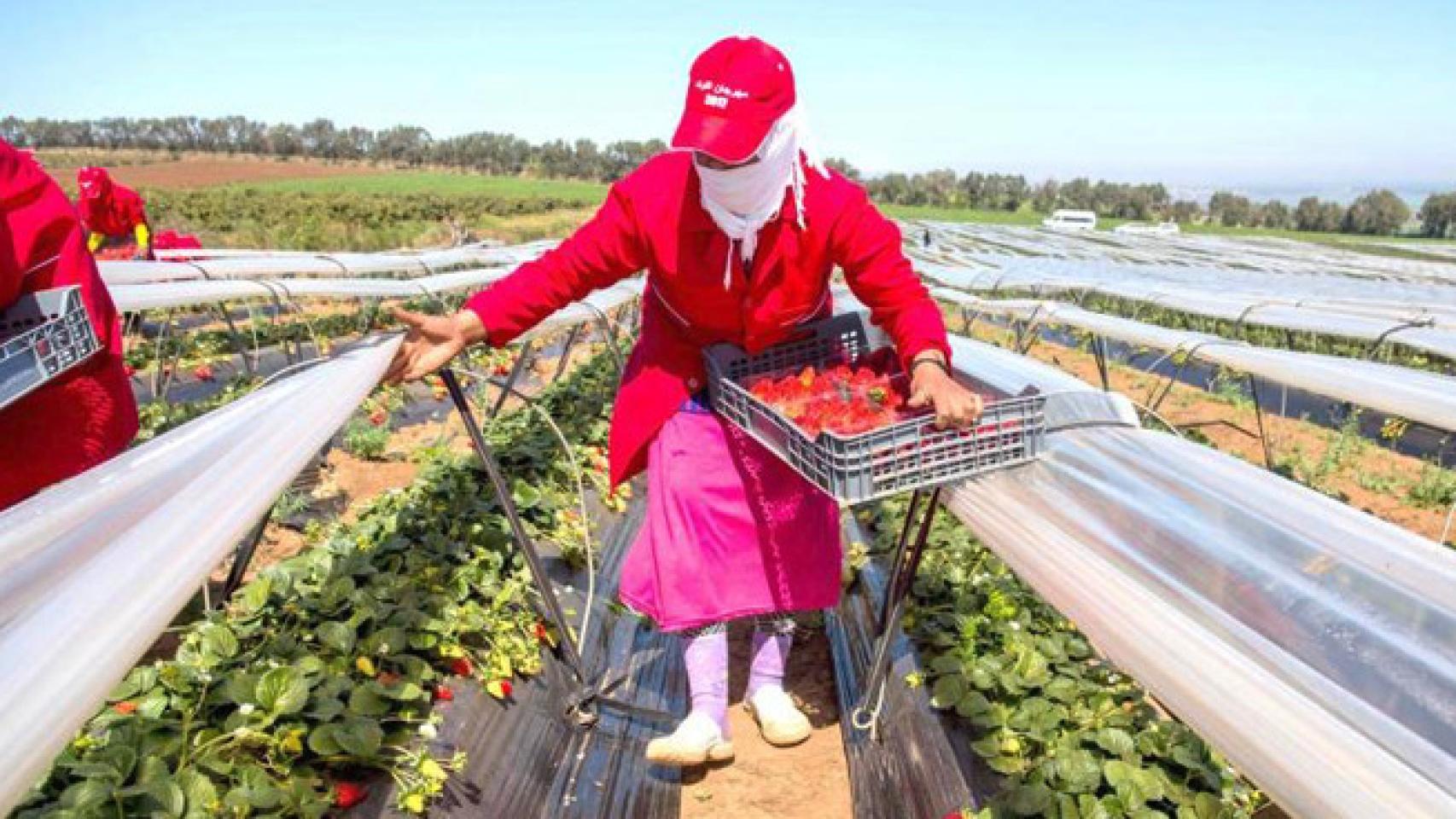 Recogida de fresas en Rabat-Salé-Kenitra.