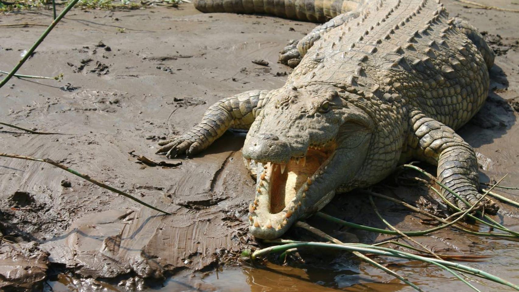 Un cocodrilo del Nilo en África.