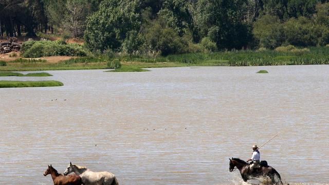 Un yegüerizo reúne a las yeguas en las marismas de Doñana.