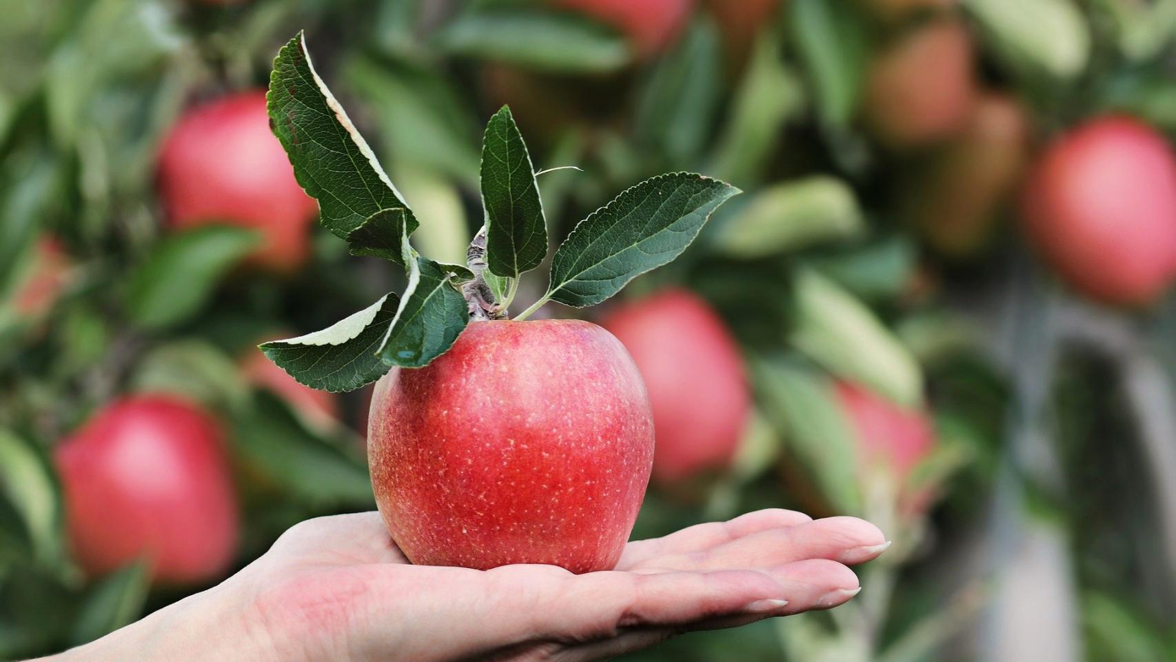 Las manzanas