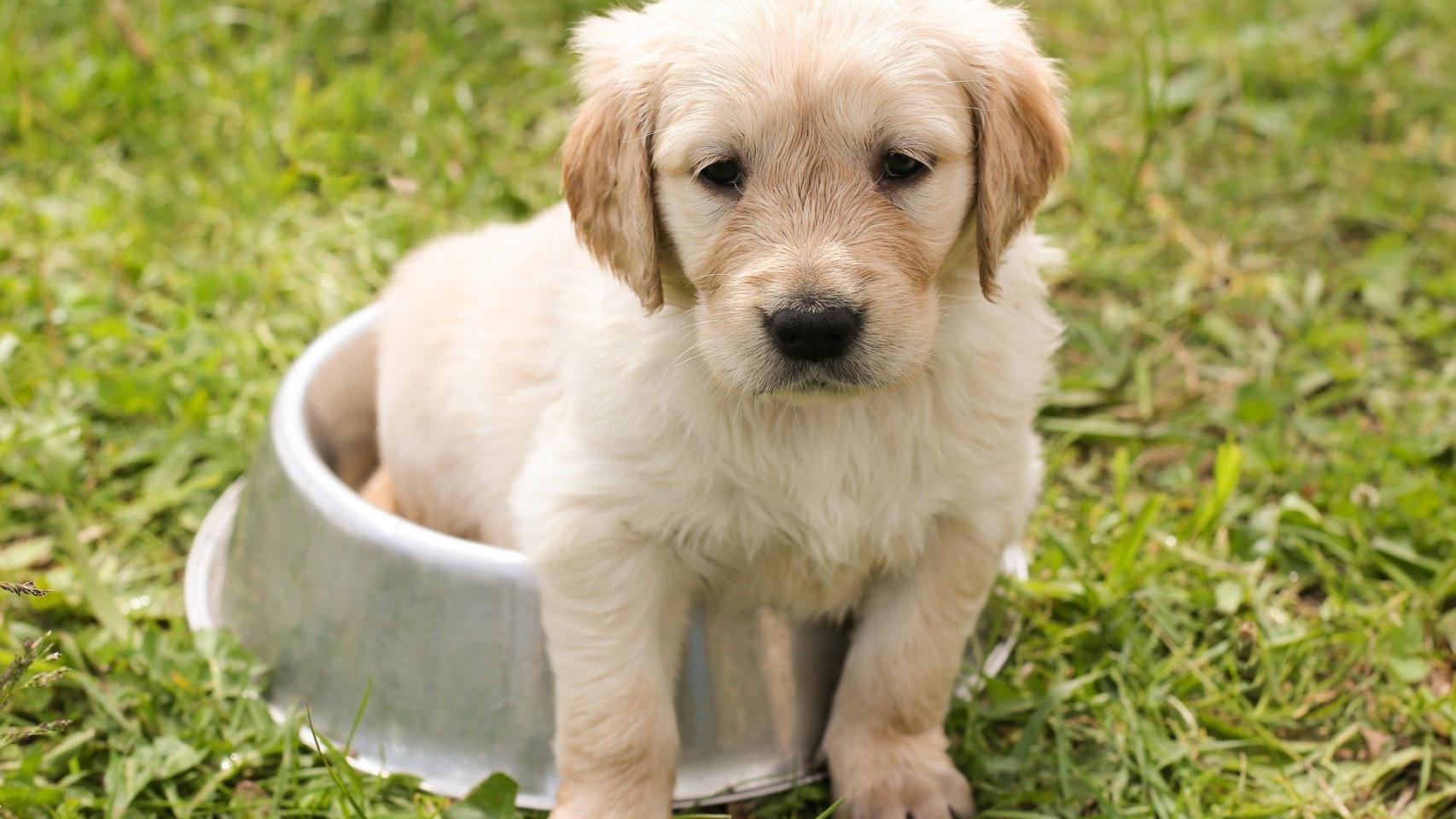 ¿Los perros pueden comer manzanas?