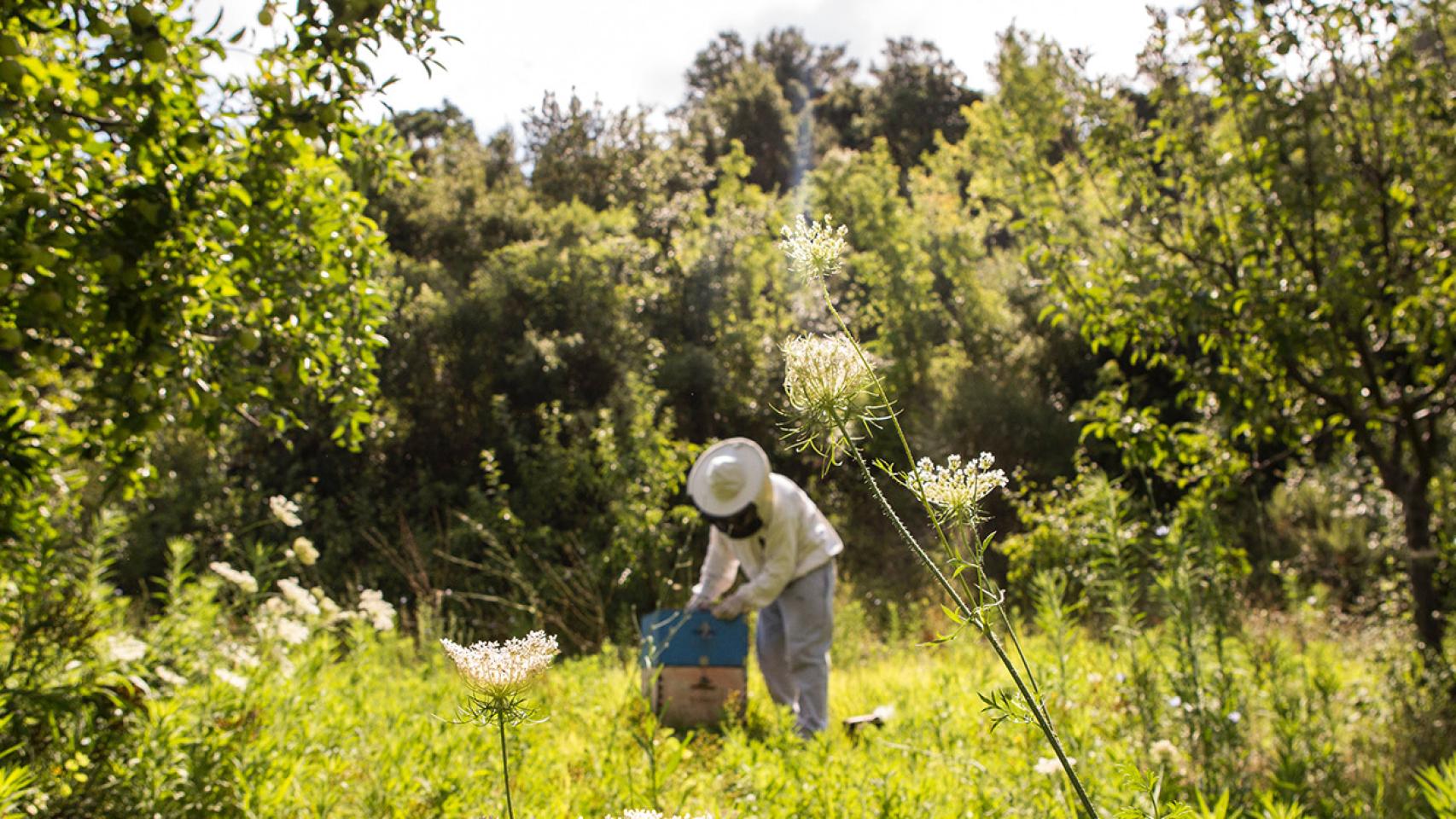 Propóleo (que producen las abejas) para alargar la vida de la fruta fresca