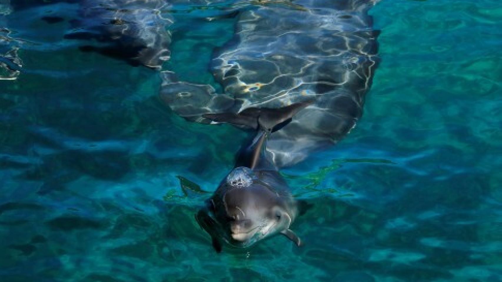Los delfines aprenden también a buscar comida sin la “ayuda” de sus madres.