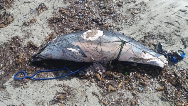 Restos de un delfín en una playa de Ibiza.