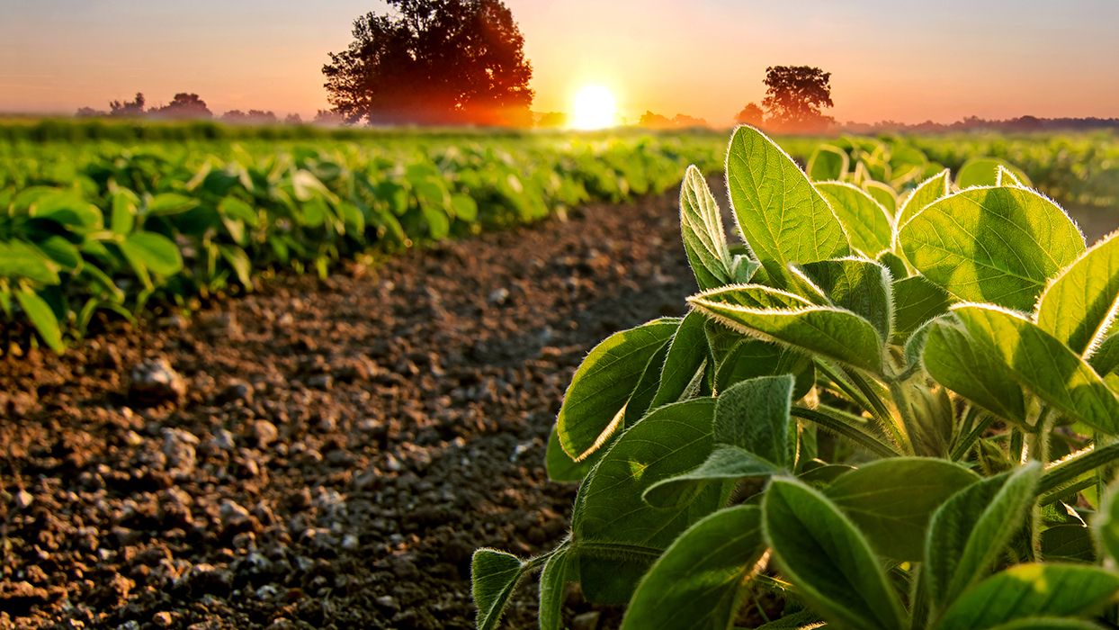 Campos de plantas de soja.