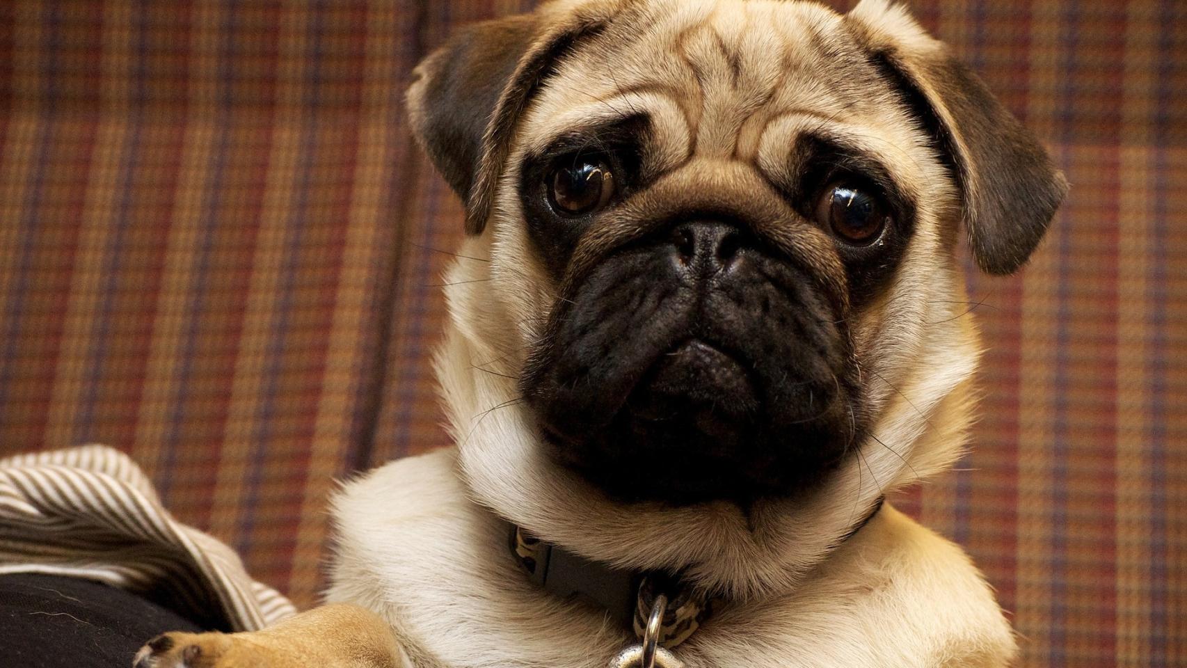 Las enfermedades de los perros según su raza