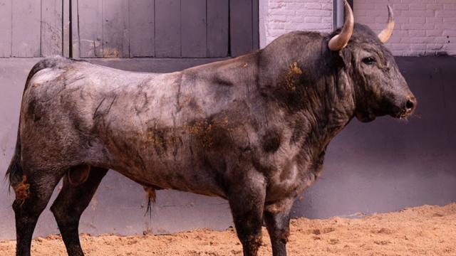 Un toro bravo.