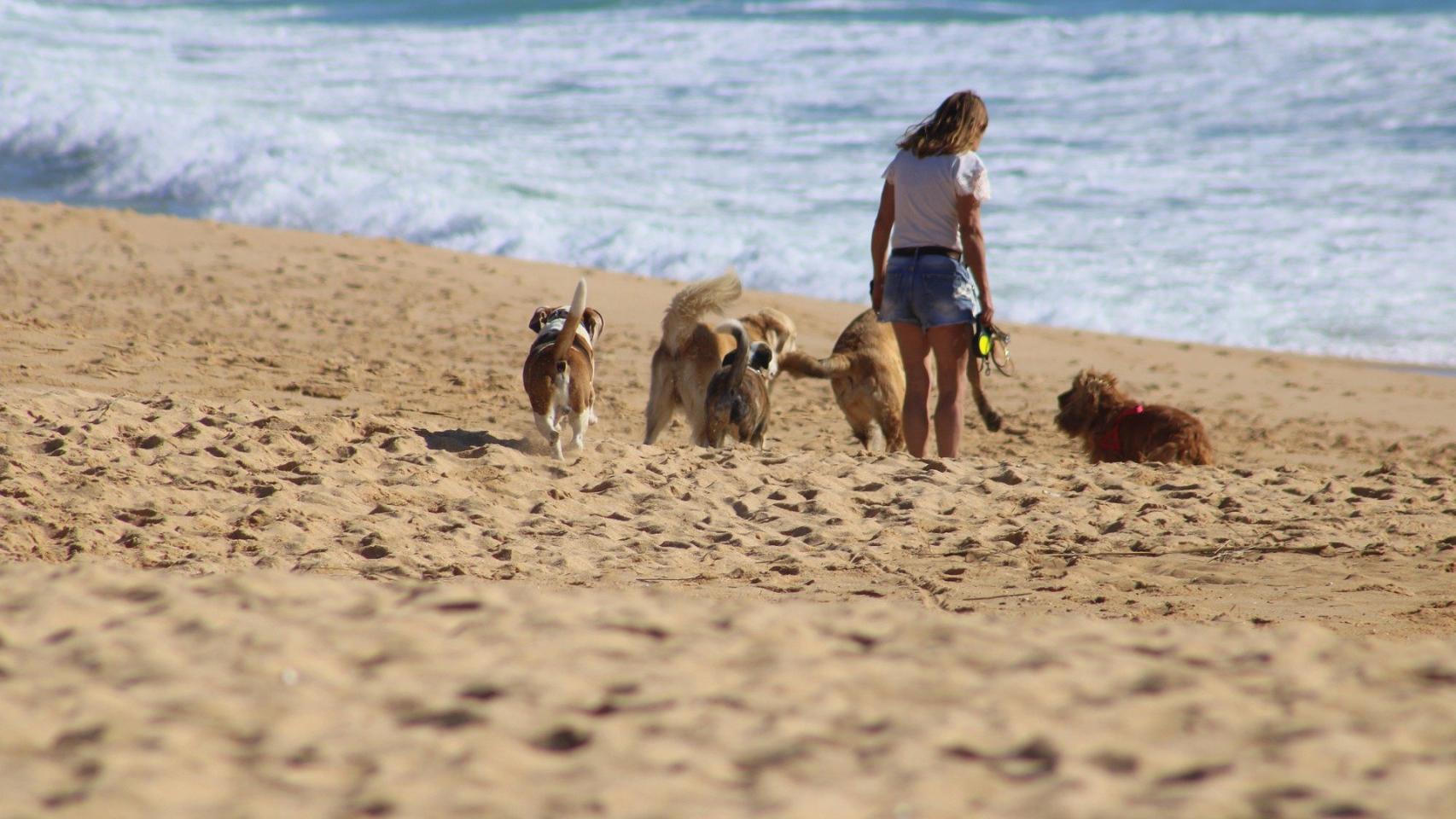 Las mejores playas para perros en España