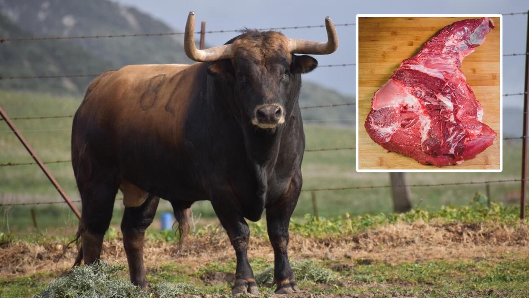 Toro bravo.
