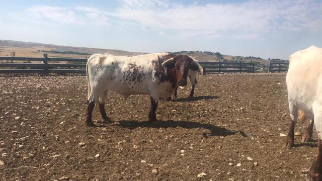 Ronaldo, en la finca de la ganadería El Uno