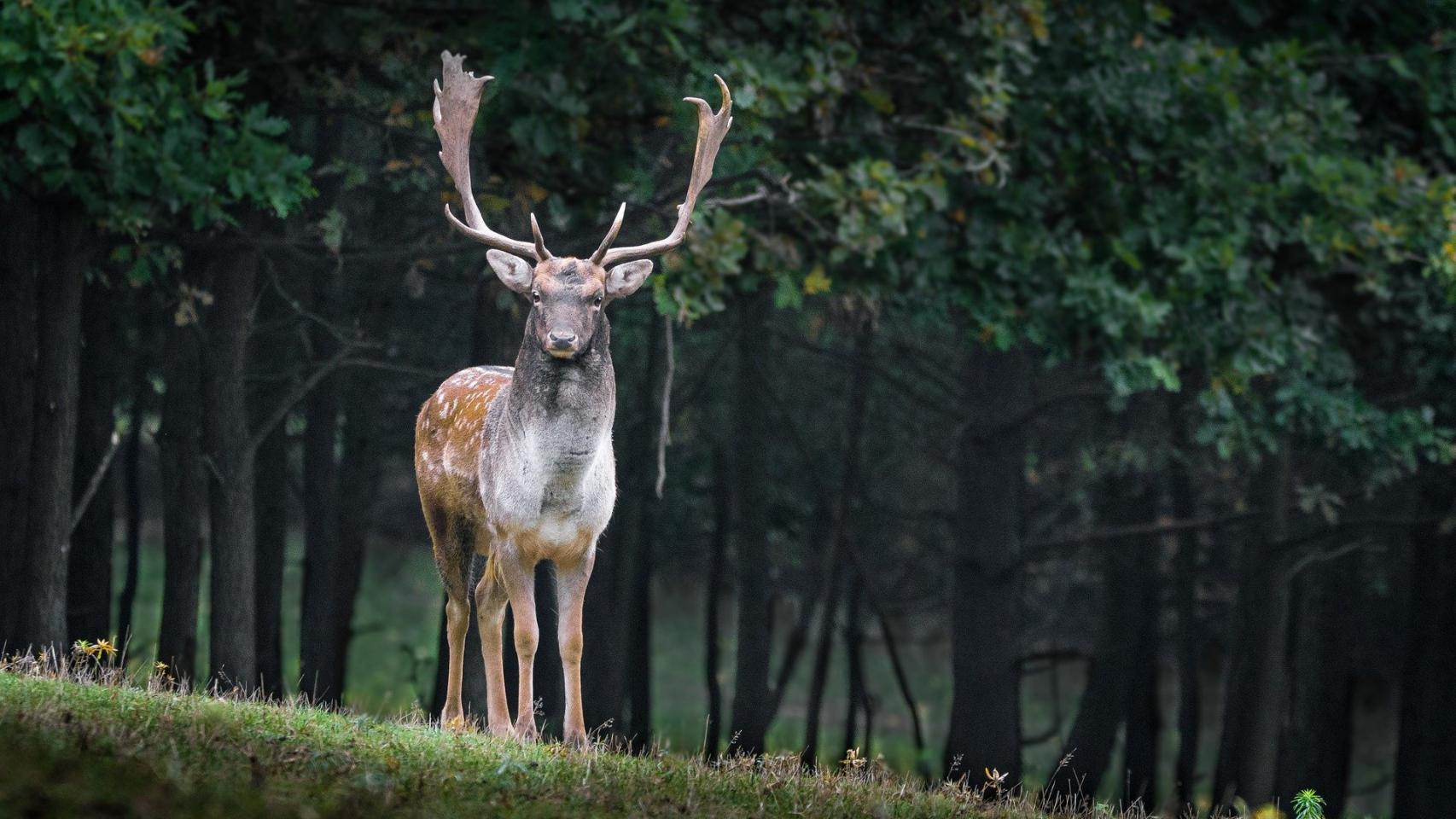 Estos son los animales más peligrosos para el ser humano