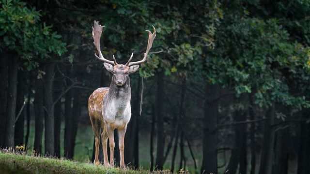 Estos son los animales más peligrosos para el ser humano