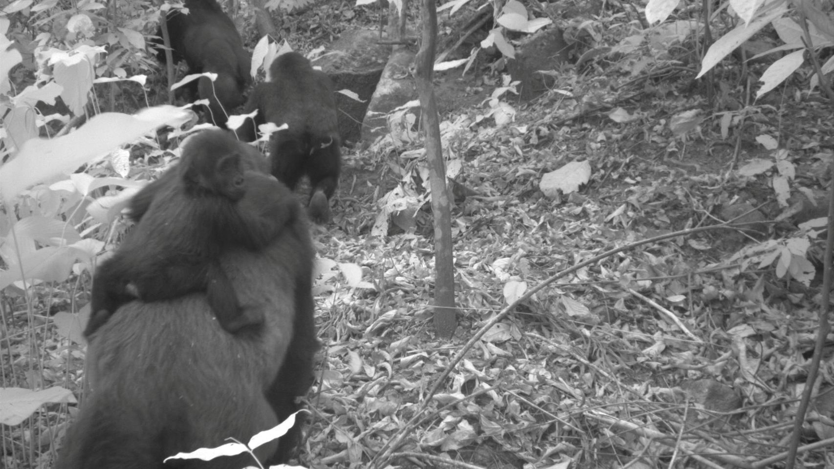 Una imagen de una familia de gorilas del río Cross captada por una cámara remota en las montañas Mbe, Nigeria.