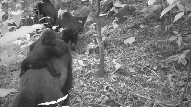 Una imagen de una familia de gorilas del río Cross captada por una cámara remota en las montañas Mbe, Nigeria.